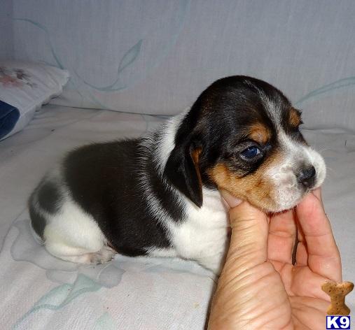 Puppies in OK